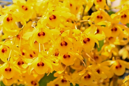 beautiful  orchidの写真素材