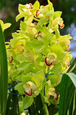 beautiful  orchidの写真素材