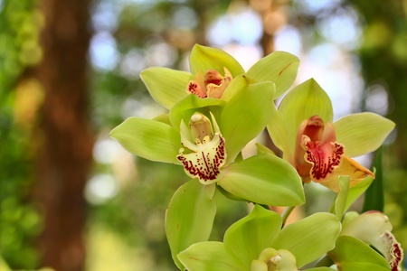 beautiful  orchidの写真素材