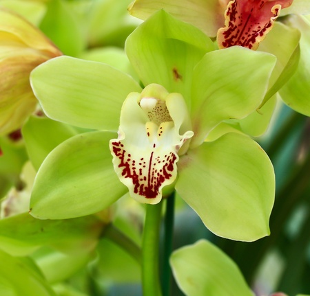 beautiful  orchidの写真素材