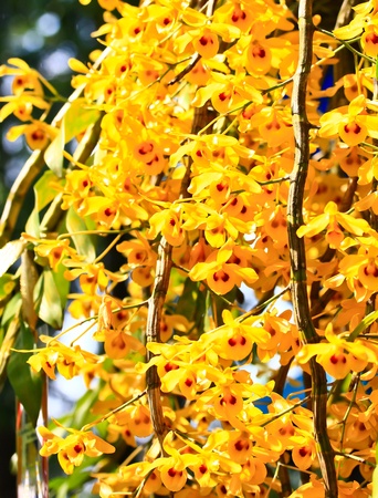 beautiful  orchidの写真素材