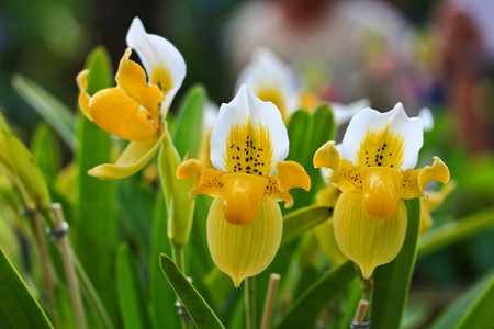 beautiful  orchid