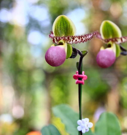 beautiful  orchidの写真素材
