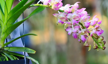 beautiful  orchidの写真素材