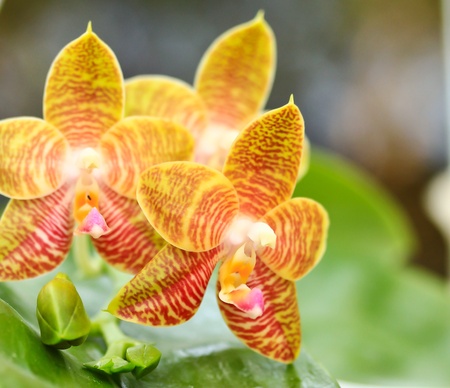 beautiful  orchid