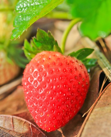 strawberry in gardenの写真素材
