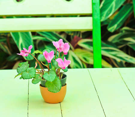 Beautiful flowersの写真素材