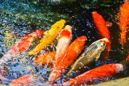 Colorful Koi or carp の写真素材