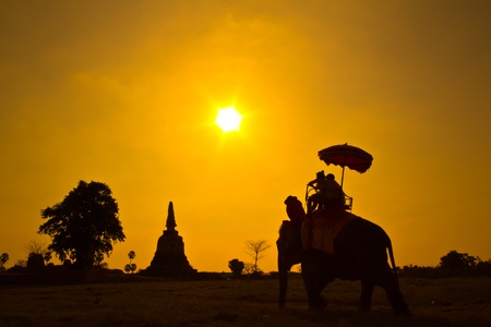 elephant sunset ayuttaya in thailandの写真素材