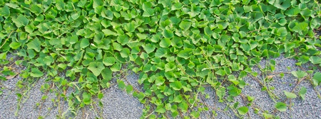 green backgrounds 