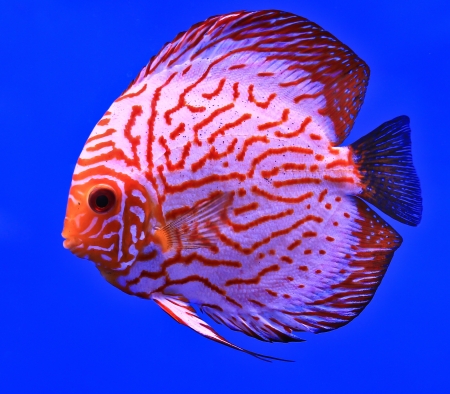 Fish in the aquarium glassの写真素材