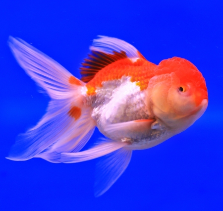 Fish in the aquarium glassの写真素材