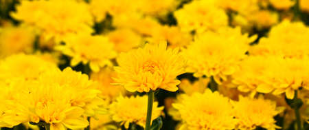 Yellow chrysanthemums