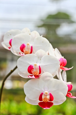 Orchid Gardenの写真素材