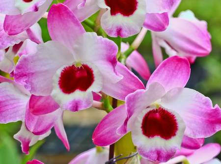Orchid Gardenの写真素材