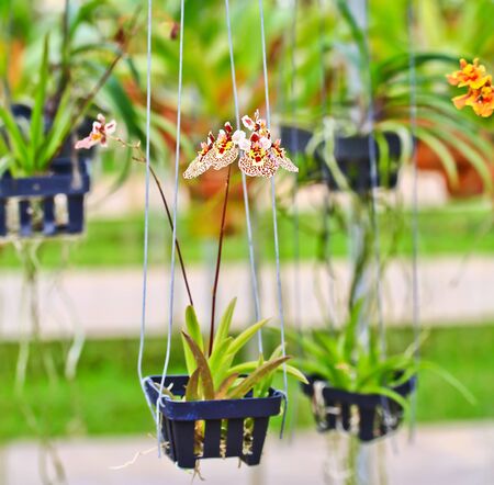Orchid Gardenの写真素材
