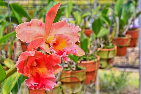 Orchid Gardenの写真素材