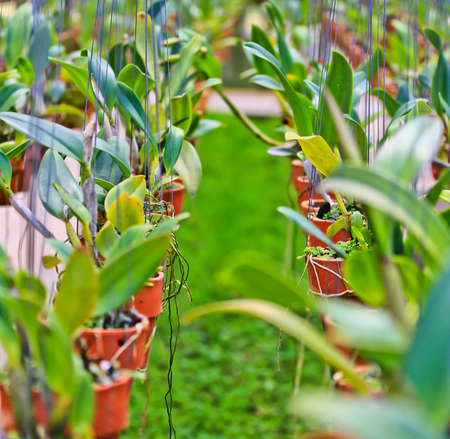 Orchid Gardenの写真素材