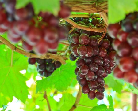 garden Grapes redの写真素材