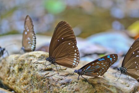 butterfly の写真素材