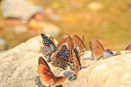 butterfly の写真素材