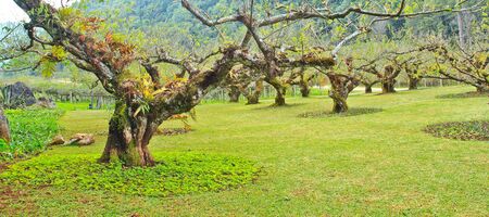 Beautiful trees の写真素材