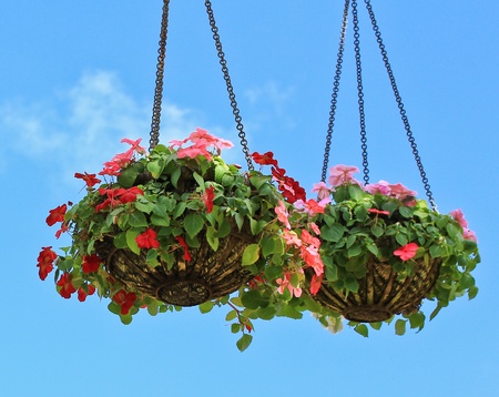  garden flowerの写真素材