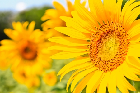 sunflowersの写真素材
