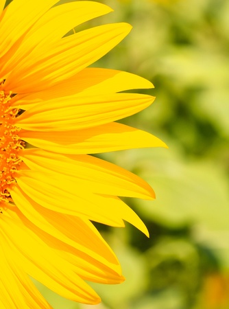 sunflowersの写真素材