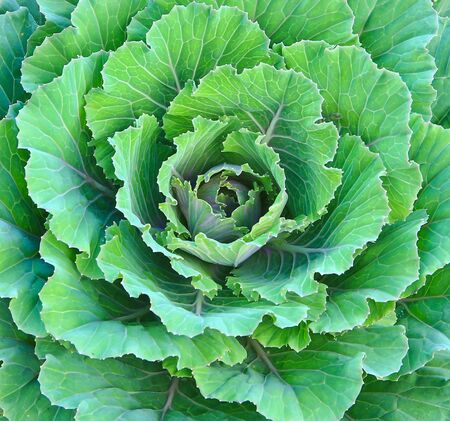Vegetables の写真素材