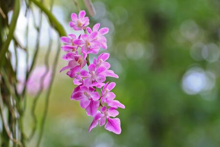 Orchids in the garden 