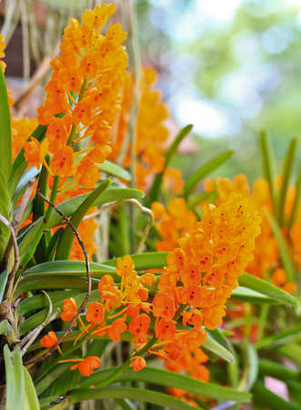Orchids in the garden 
