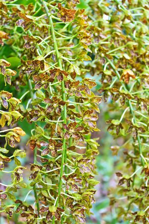 Orchids in the garden の写真素材