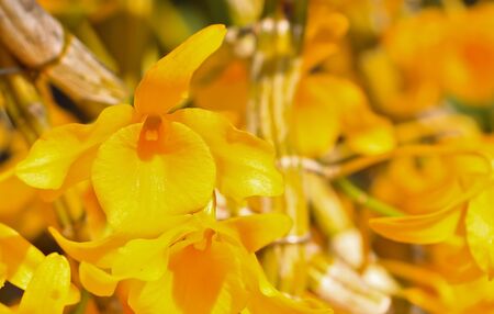 Orchid Gardenの写真素材