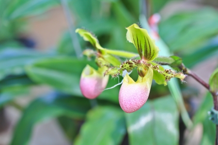 Orchid Gardenの写真素材
