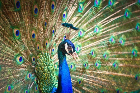 peacockの写真素材