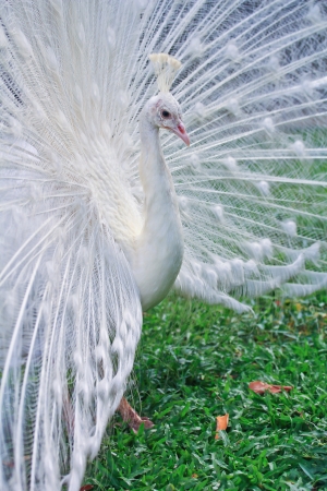 peacockの写真素材