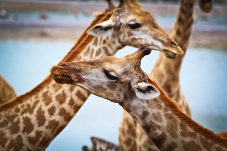 Giraffeの写真素材