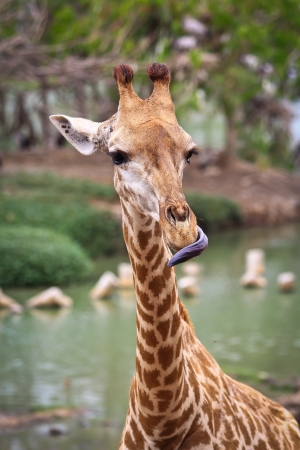 Giraffeの写真素材