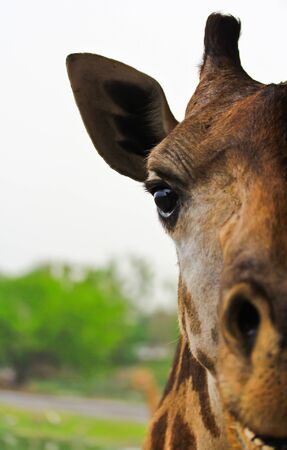 Giraffeの写真素材