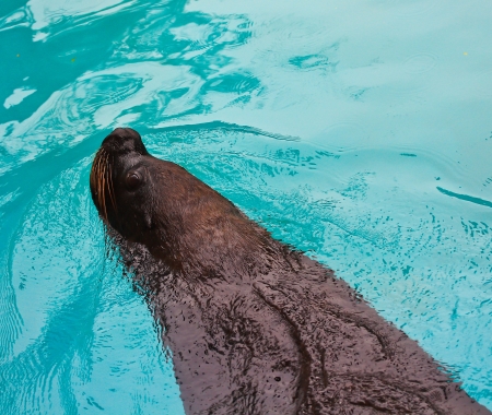 harbor seal zoo の写真素材