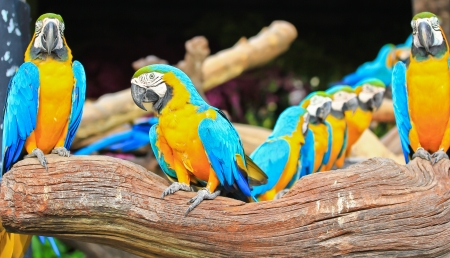 colorful macaw の写真素材