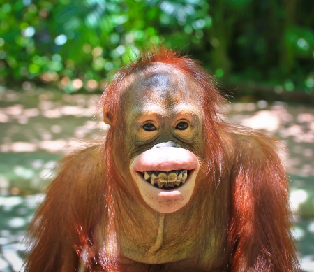monkeyの写真素材