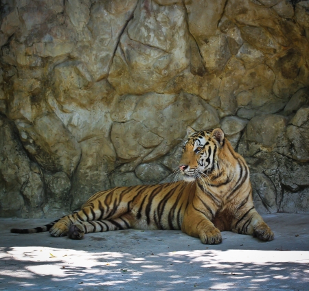 tigerの写真素材