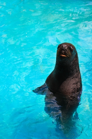 harbor seal zooの写真素材