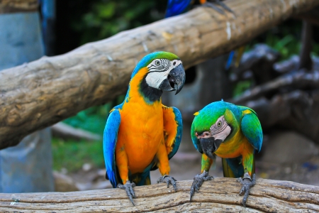 colorful macaw の写真素材