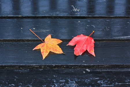 Maple Leafの写真素材