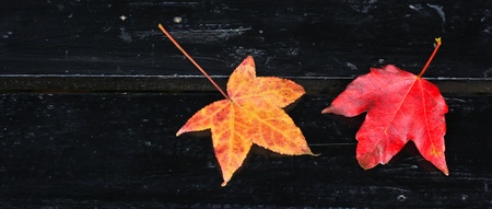 Maple Leaf