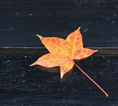 Maple Leaf