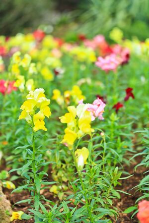 Flower gardenの写真素材